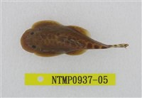 藏品(埔里中華爬岩鰍)的圖片